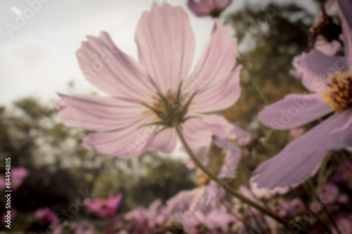 Photos blur background with flower in garden sunset