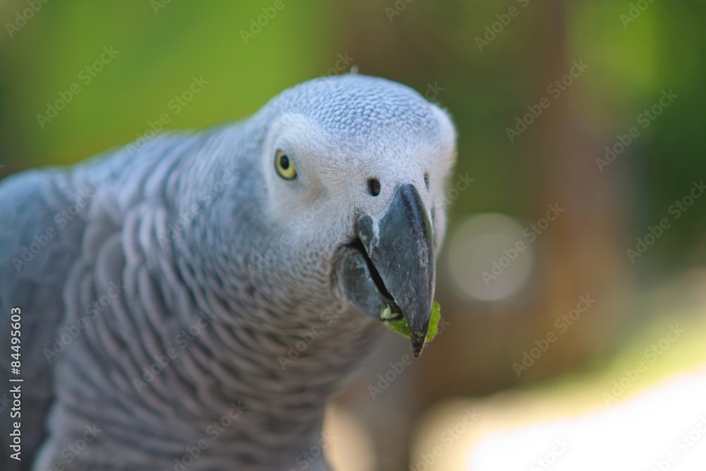 Obraz premium Big parrot