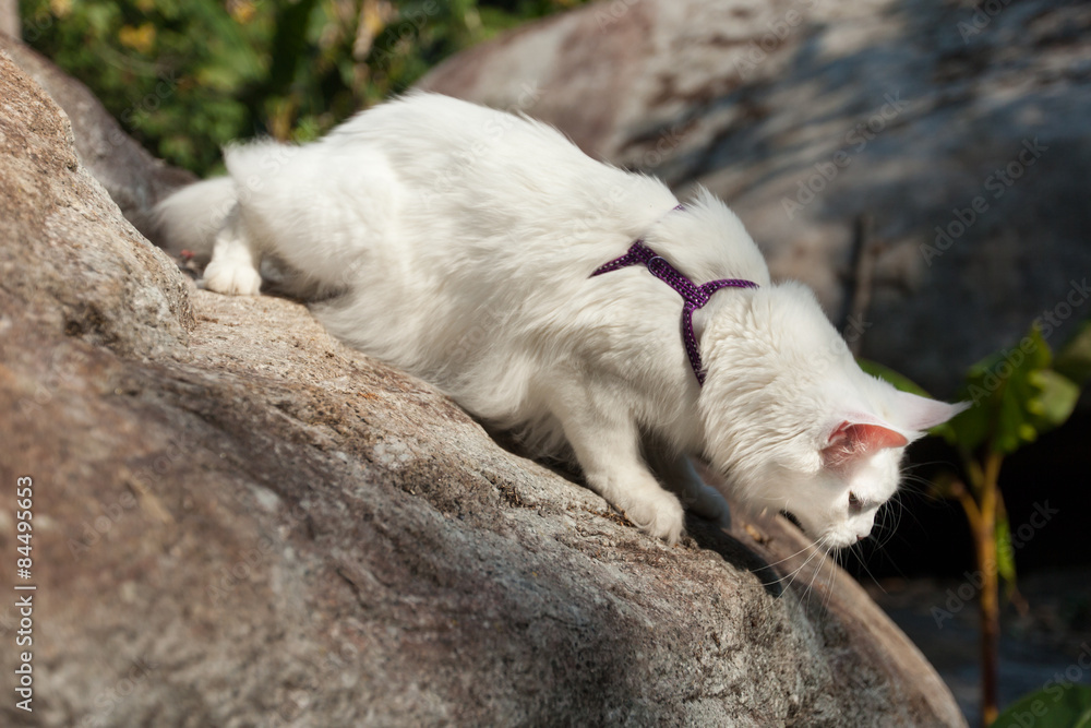 White Maine Coon Cat on the rock White Maine Coon Cat on the rock