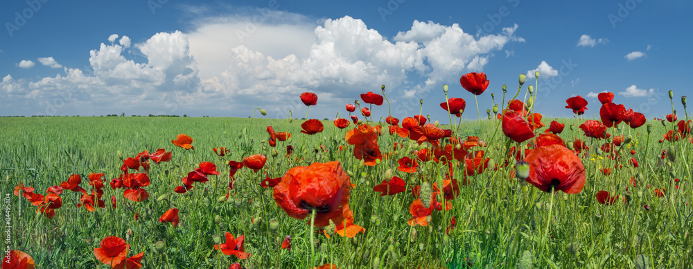 Obraz premium red poppies and sky with clouds