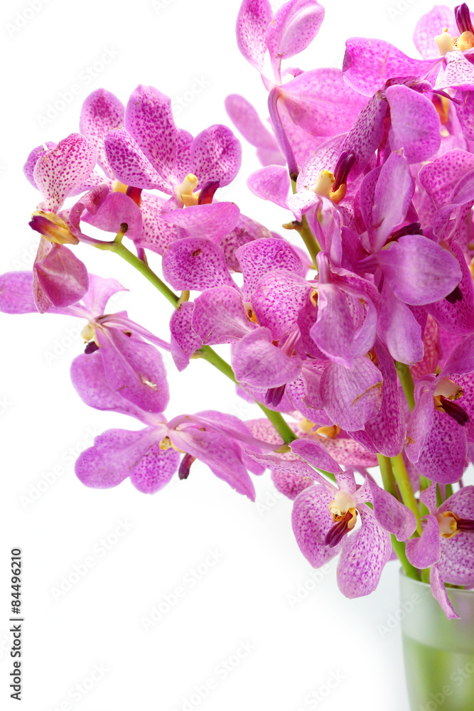Fototapeta premium Pink mokara orchids isolated on white background.