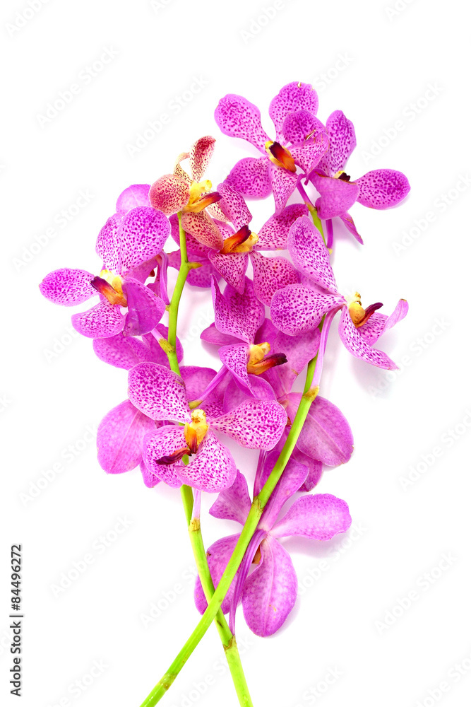 Fototapeta premium Pink mokara orchids isolated on white background.