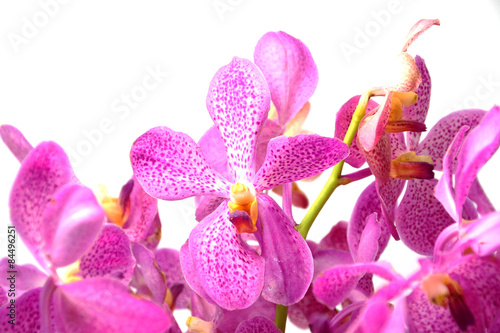 Pink mokara orchids isolated on white background.