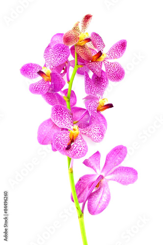 Fototapeta Naklejka Na Ścianę i Meble -  Pink mokara orchids isolated on white background.
