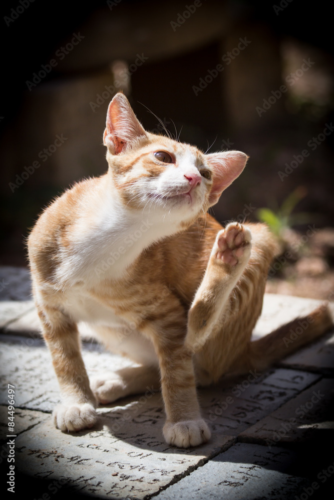 Cute Thai cat is sitting on cement brock Cute Thai cat is sitting on cement brock