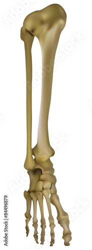 human leg skeleton illustration