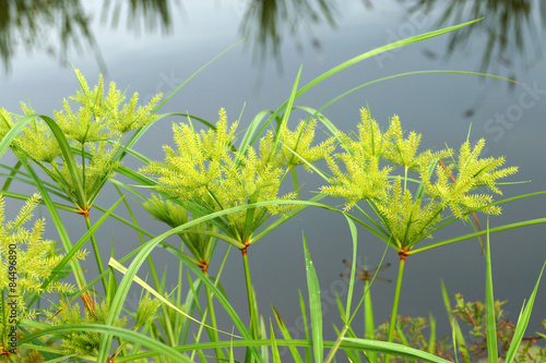 The flower of Cyperus odoratus L. (papyrus) photo