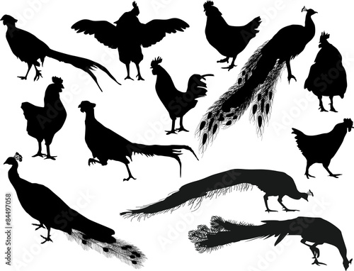 chicken and peacock silhouettes isolated on white