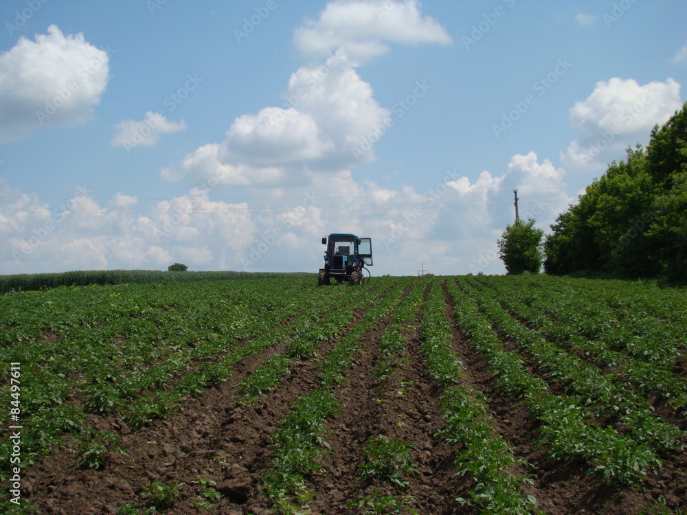 tractor in a potato field