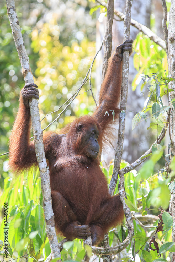 Naklejka premium Orangutan