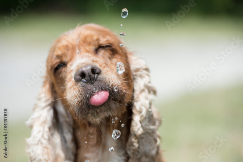 Obraz na płótnie Dog puppy cocker spaniel drinking