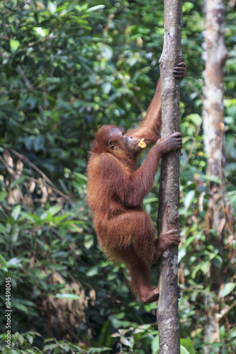 Orangutan © Richard Carey