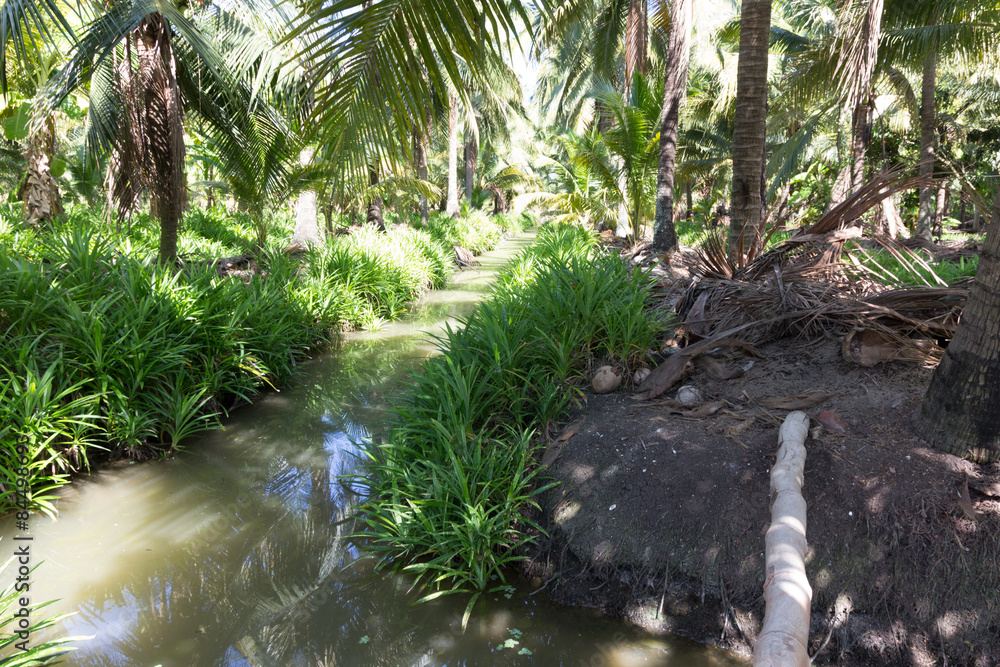 coconut tree