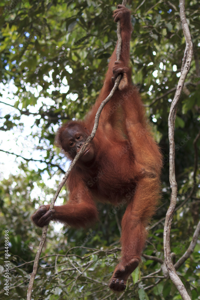 Obraz premium Orangutan