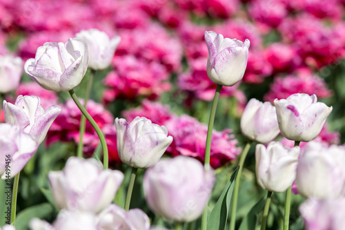 Tulip Field