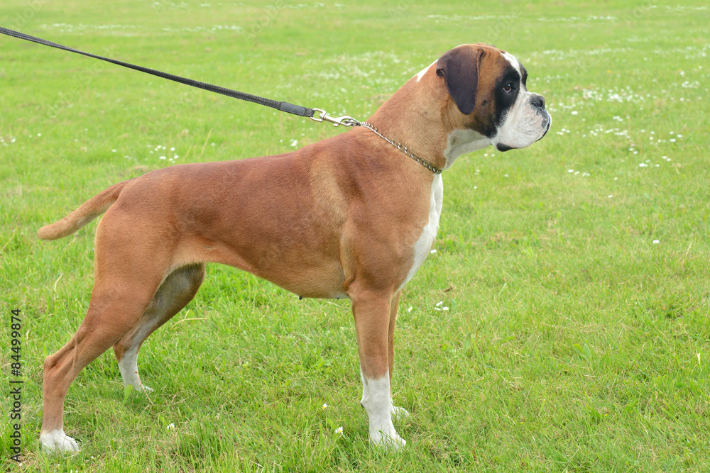 Boxer 369 Boxer 369
