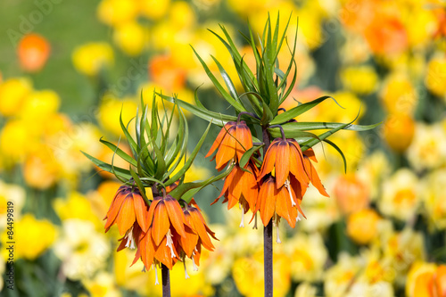 Spring Flower - Fritillaria Imperialis