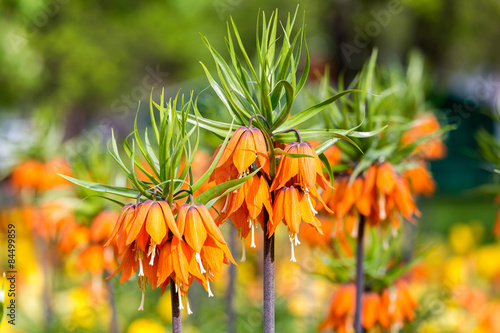 Fototapeta Naklejka Na Ścianę i Meble -  Spring Flower - Fritillaria Imperialis
