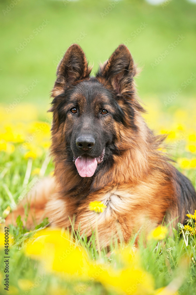 Portrait of german shepherd dog lying in flowers Portrait of german shepherd dog lying in flowers
