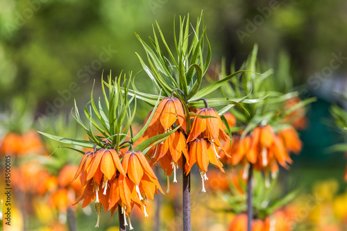 Spring Flower - Fritillaria Imperialis
