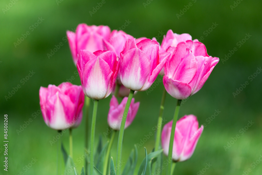 Tulip Blossoms