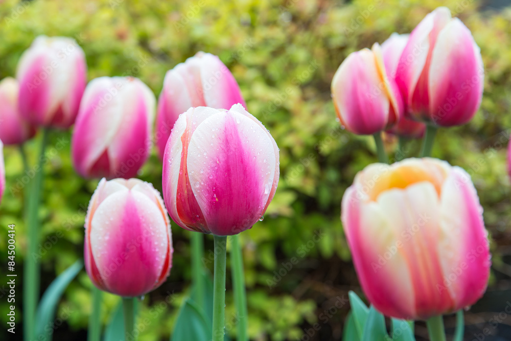 Fototapeta premium Tulip Field