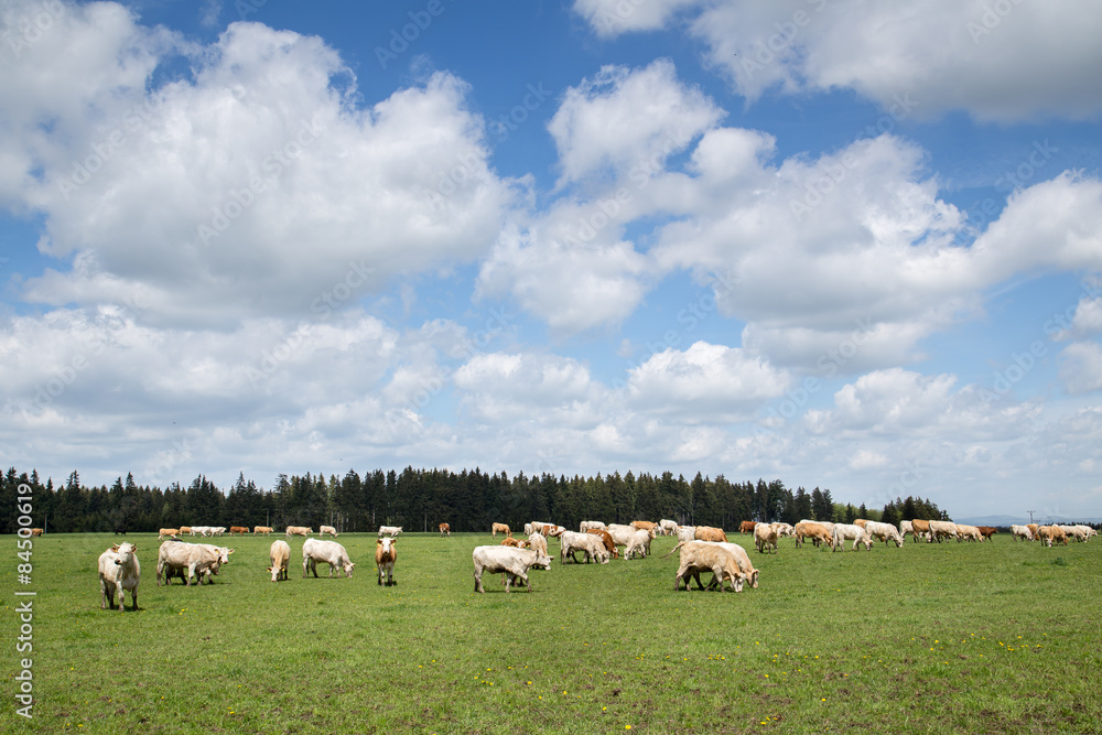 Obraz premium Herd of Cows on Pasture