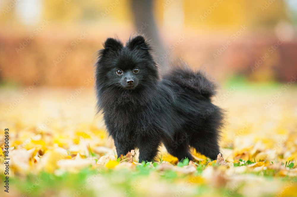 Black pomeranian spitz outdoors in autumn