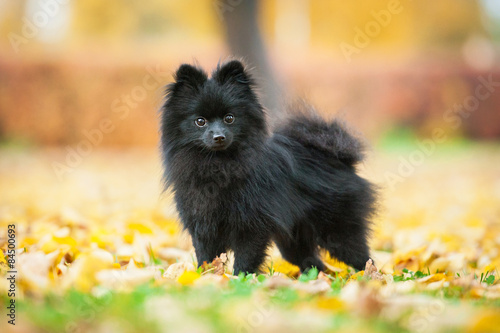 Cuadro en lienzo Black pomeranian spitz outdoors in autumn