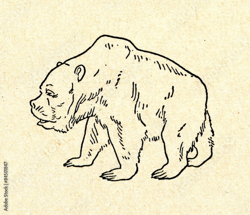Cave bear (Ursus spelaeus) 