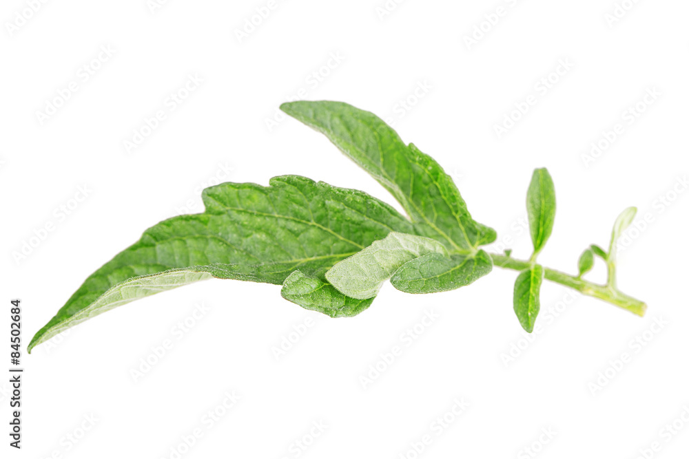 Obraz premium tomato leaf