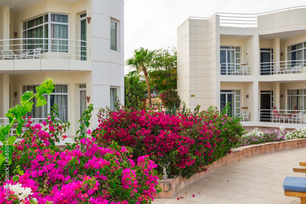 Fototapeta premium Bougainvillaea. The flowers have different varieties of various colors orange, red, purple, peach, purple, cream and white. Exotic flowers and plants Egypt