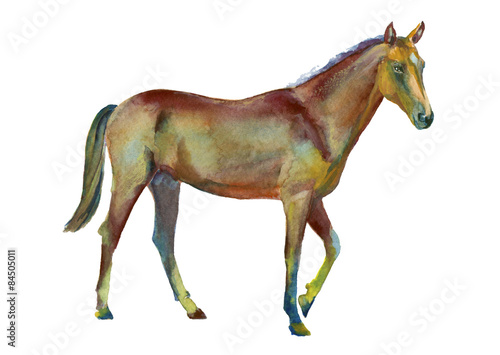 Watercolor standing horse