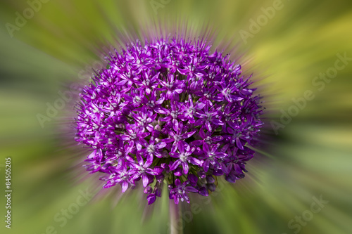 Purple garlic flowers