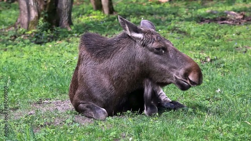 Sitting elk