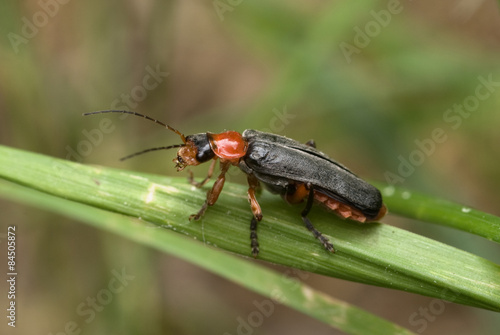 Soldier beetle