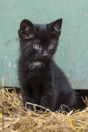 Fototapeta Naklejka Na Ścianę i Meble -  Chatton noir devant la porte de grange de la ferme