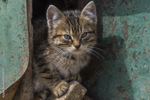 Fototapeta Naklejka Na Ścianę i Meble -  Chatton tigré devant la porte de grange de la ferme