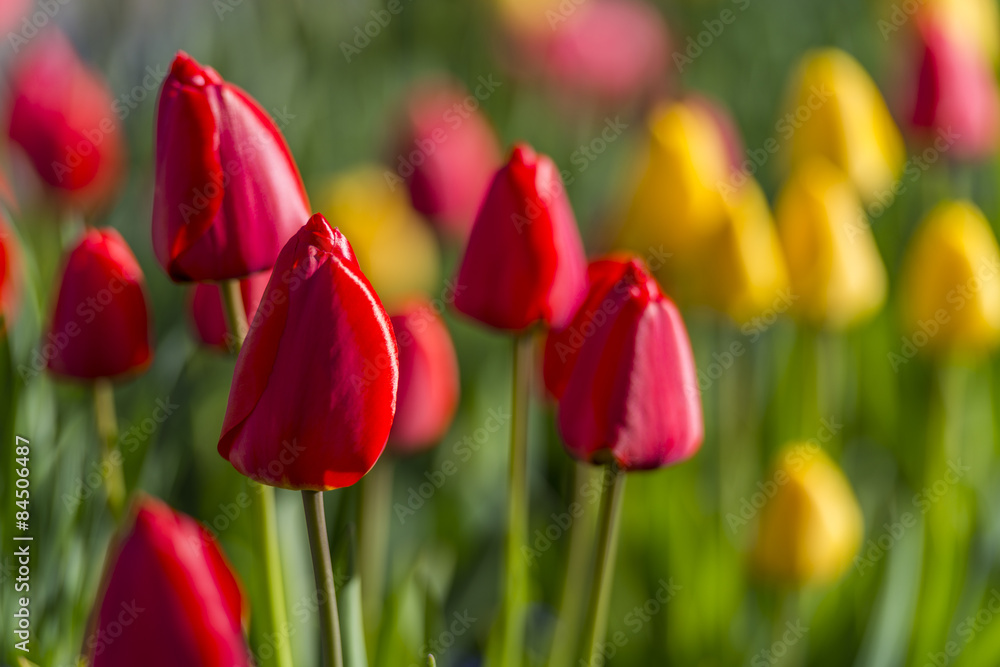 Tulipes jaunes et rouges - Plate-bande de fleurs dans le jardin - Parterre. Tulipes jaunes et rouges - Plate-bande de fleurs dans le jardin - Parterre.