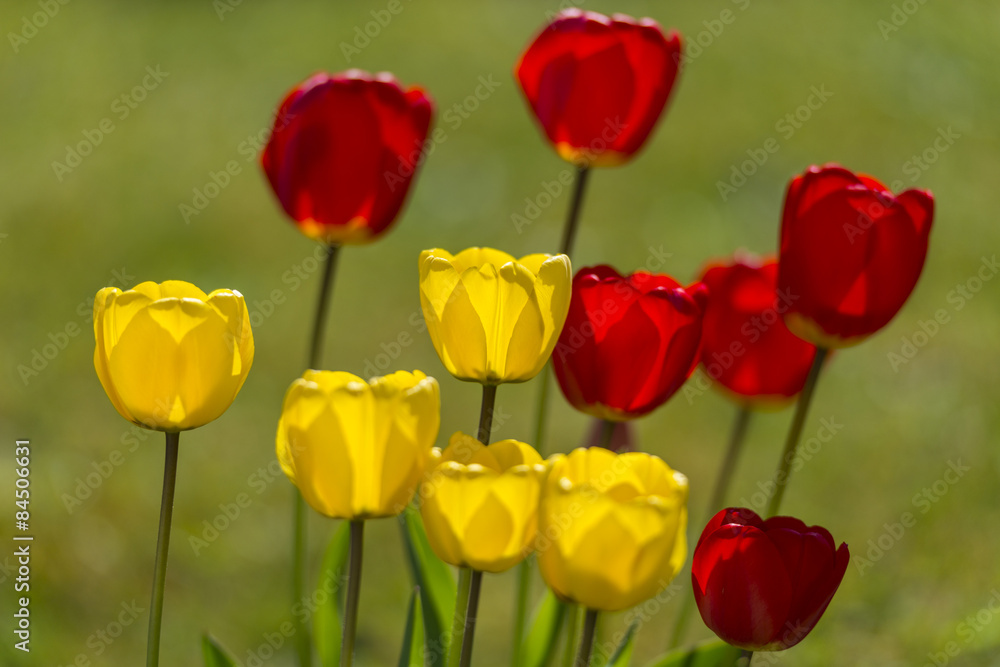 Tulipes jaunes et rouges - Plate-bande de fleurs dans le jardin - Parterre. Tulipes jaunes et rouges - Plate-bande de fleurs dans le jardin - Parterre.