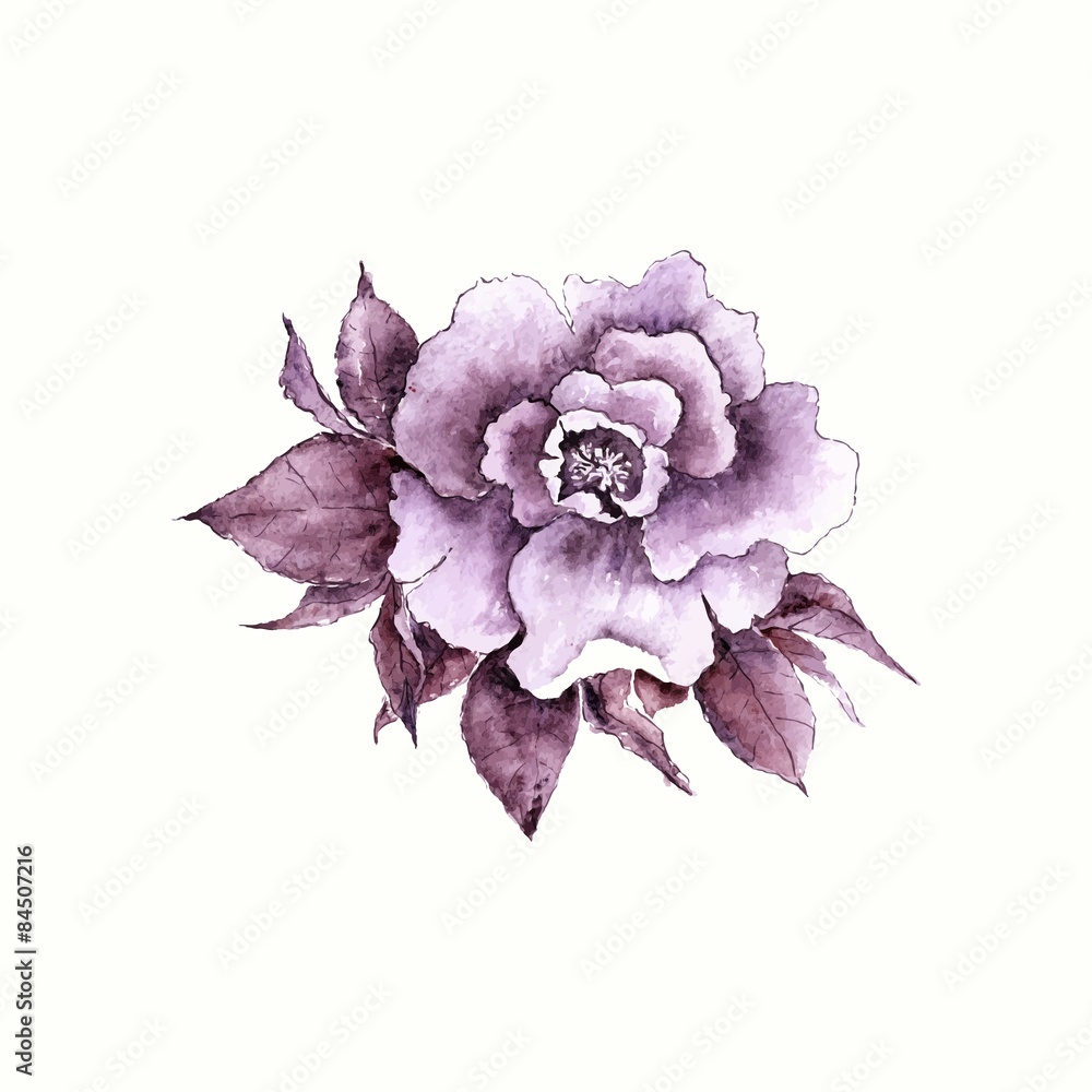Rose. Lilac watercolor flower.