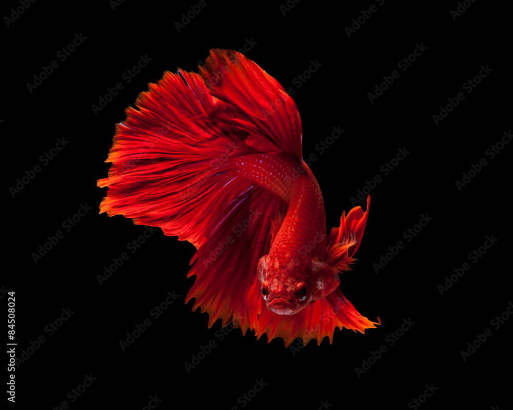 Obraz premium Red siamese fighting fish