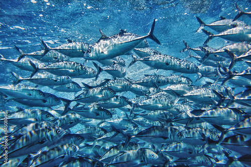 wall of tuna photo