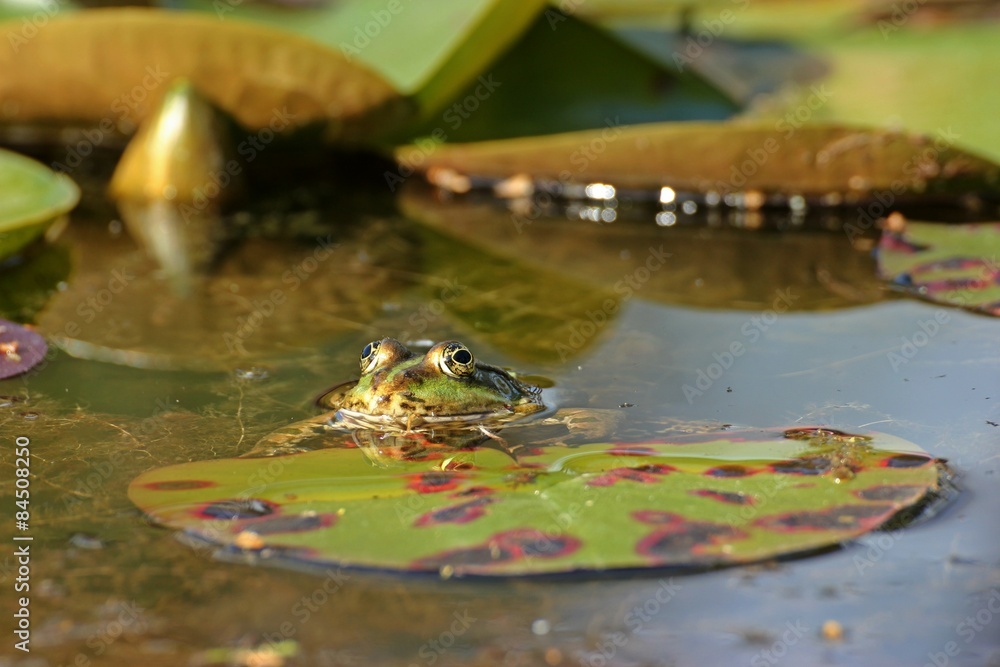 Teichfrosch (Pelophylax esculentus) im Seerosenteich
Teichfrosch (Pelophylax esculentus) im Seerosenteich