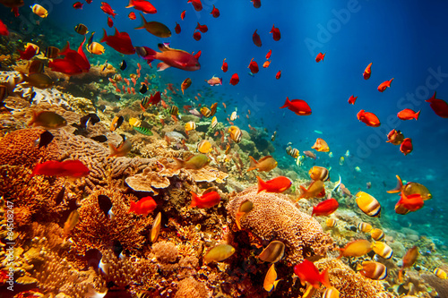 Underwater landscape with tropical fish #84508247