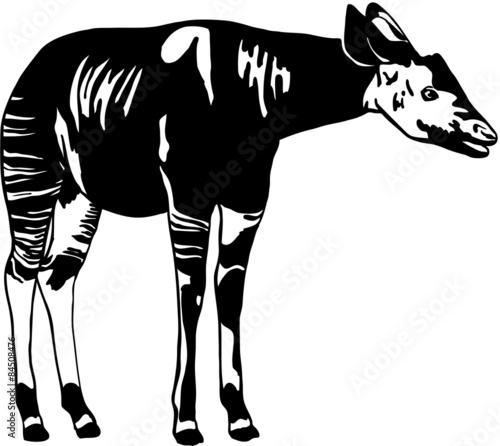 Okapi
