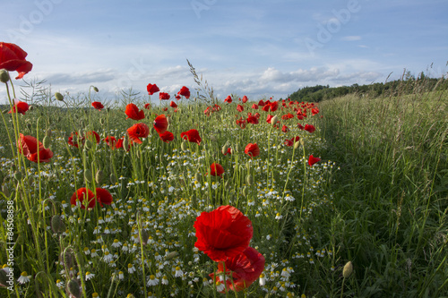 Fototapeta Naklejka Na Ścianę i Meble -  campo di papaveri al limitar del bosco