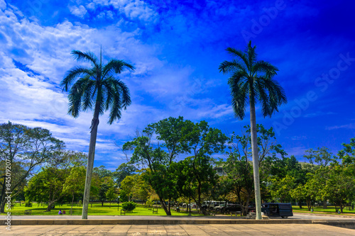 coconut trees with nice blue sky © prasads71