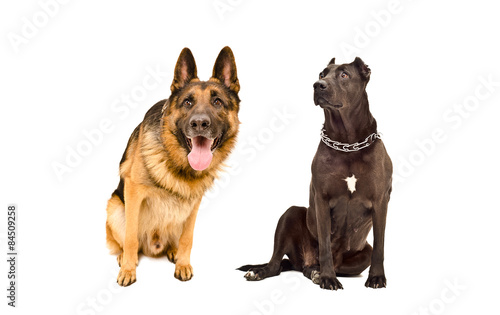 Curious German Shepherd and a Staffordshire terrier