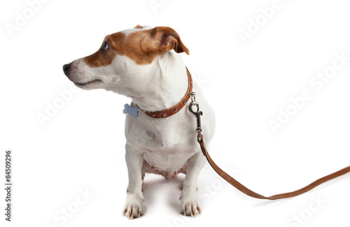 dog turned on a leash with a collar